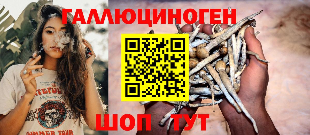 Псилоцибиновые грибы Psilocybe Топки